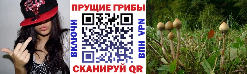 сайты даркнета состав  наркота  Сосновый Бор  Галлюциногенные грибы Cubensis 